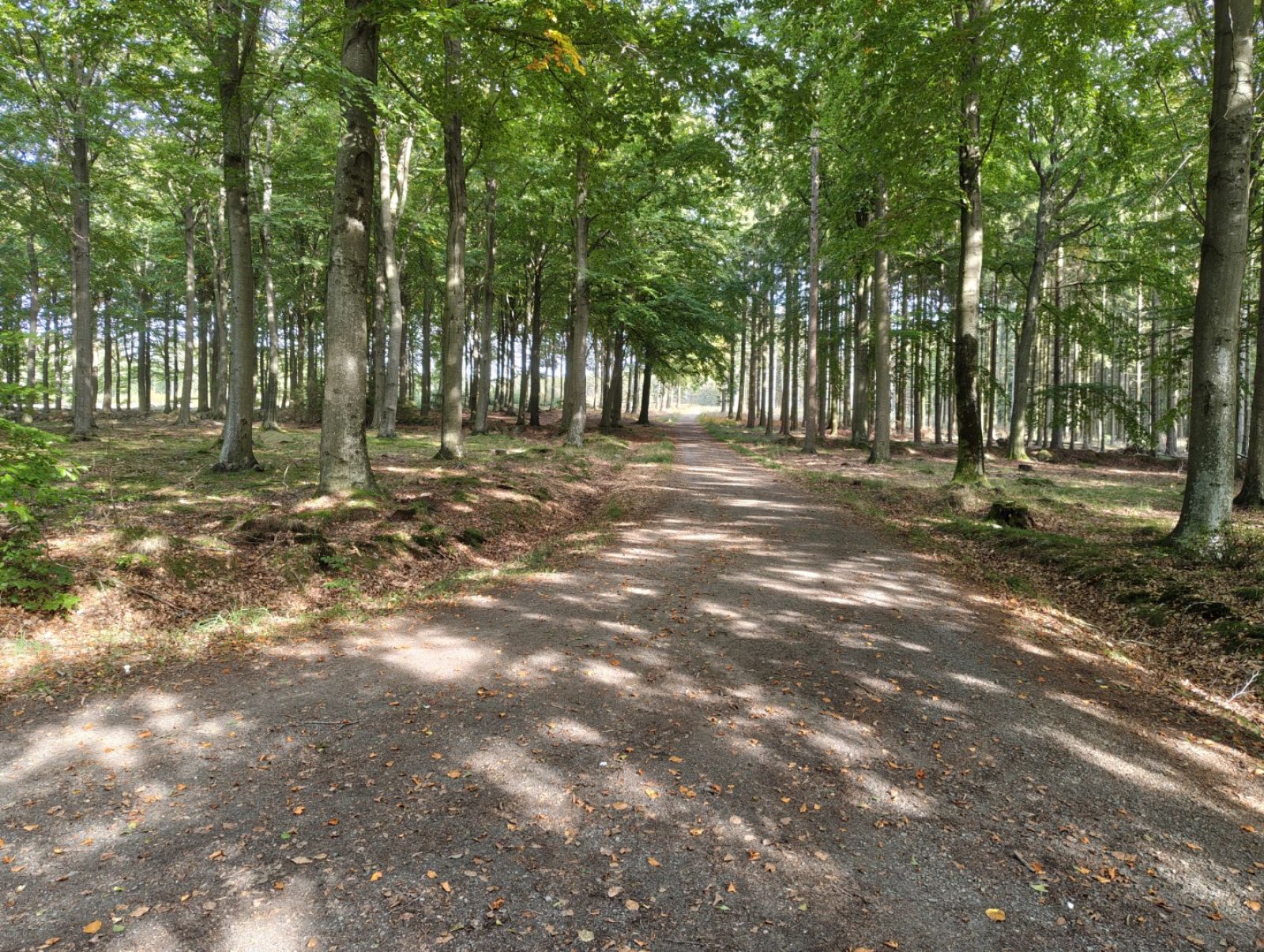 Skovvej i skov.