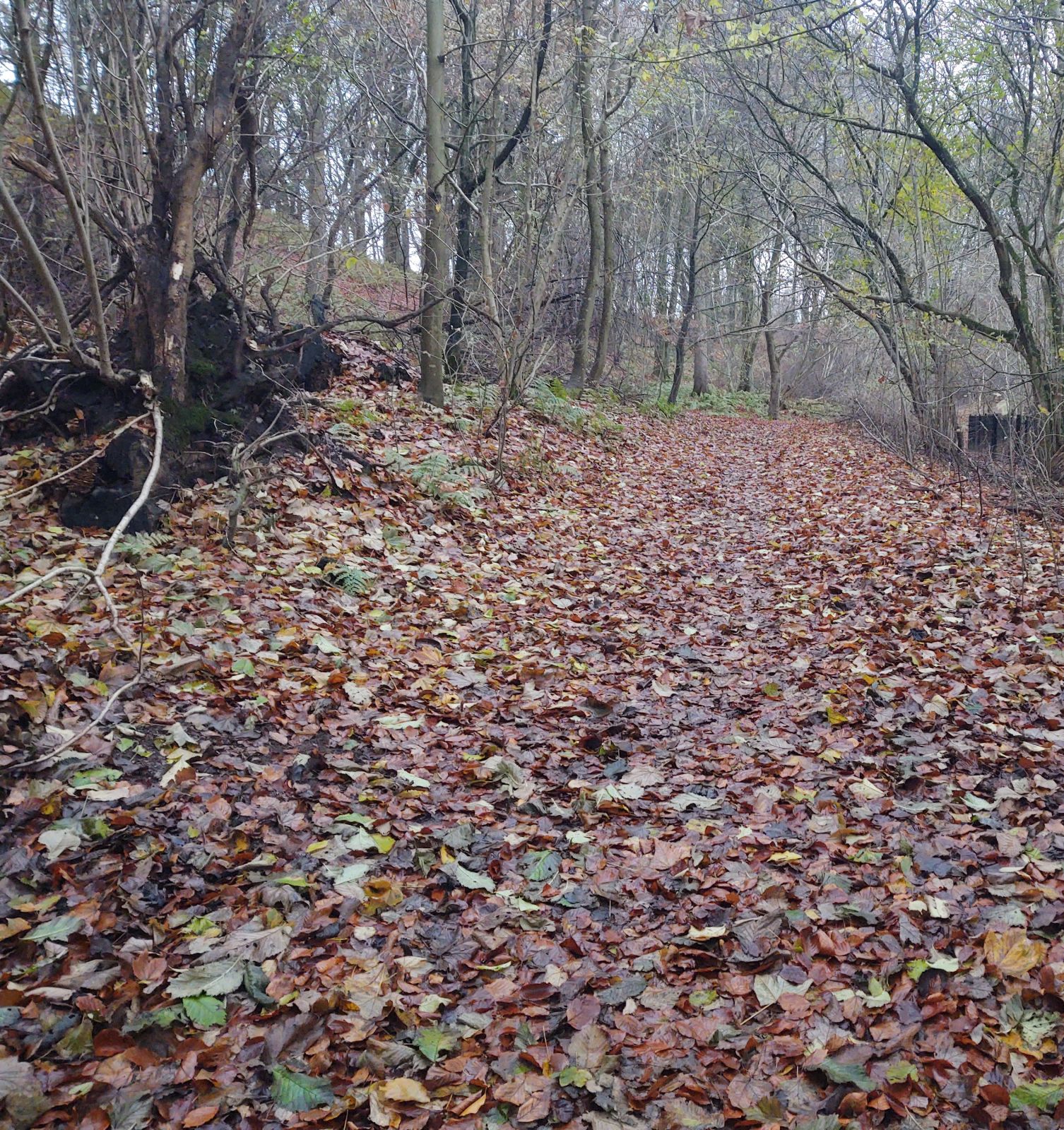 Natursti dækket af efterårets nedfaldne blade. Små træer på begge sider af stien, som går lige ud foran fotografen.