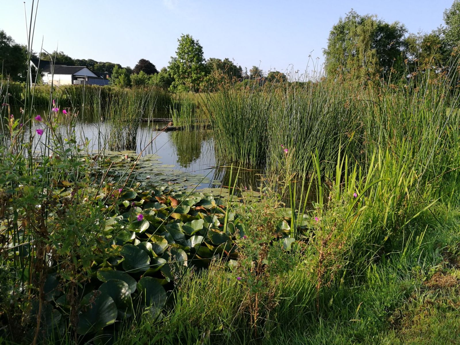 Søen