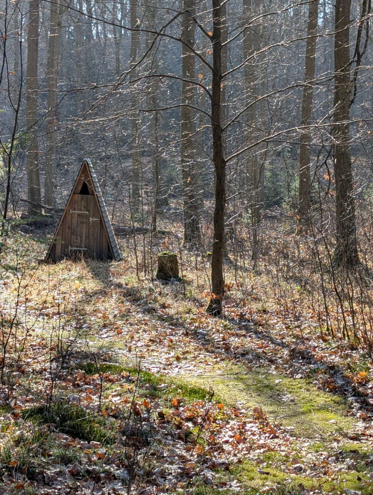 Østerskov ved Midtvej                              – miniature 5