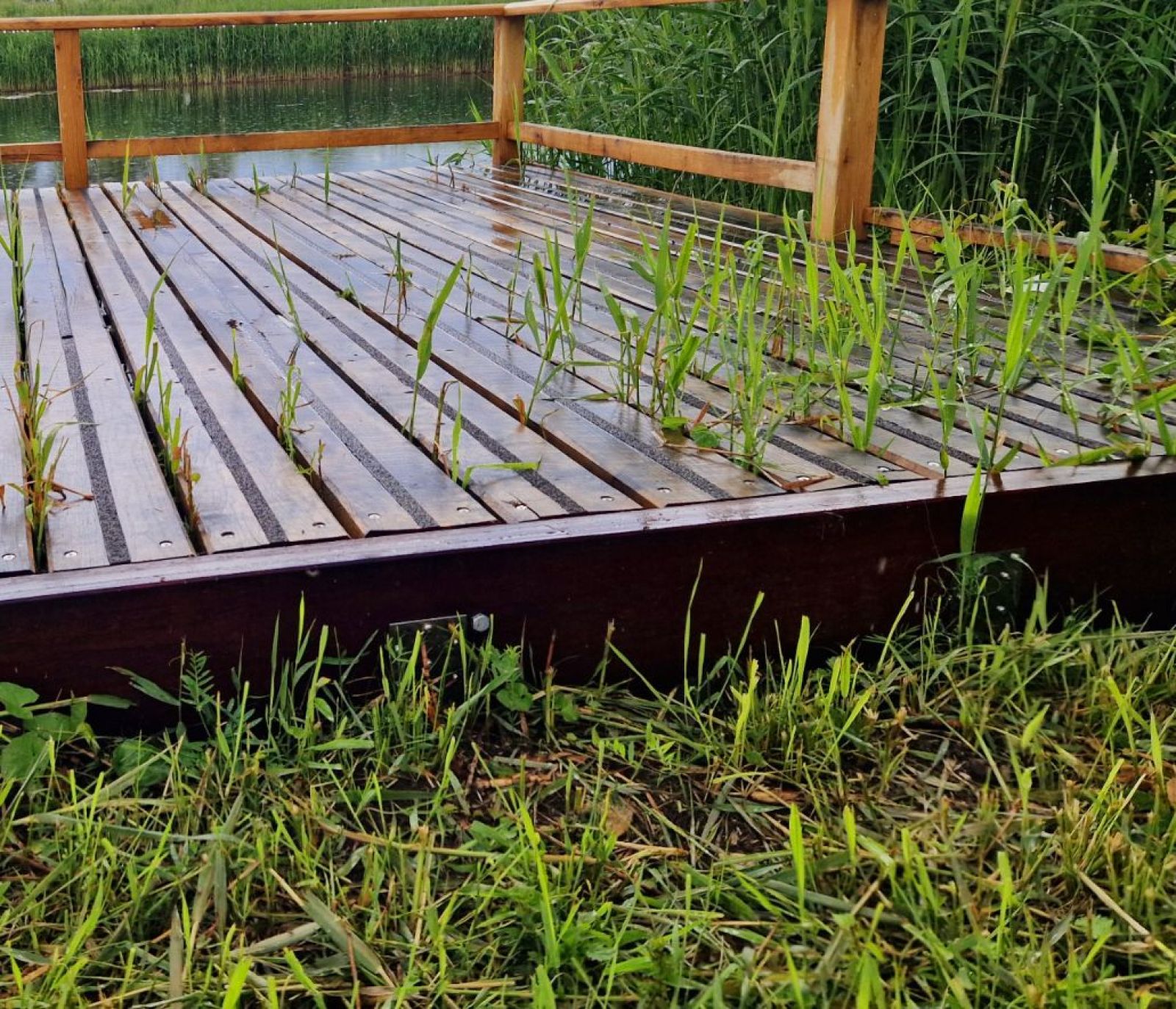 Høj kant fra græsstykket og ind på fiskeplatformen