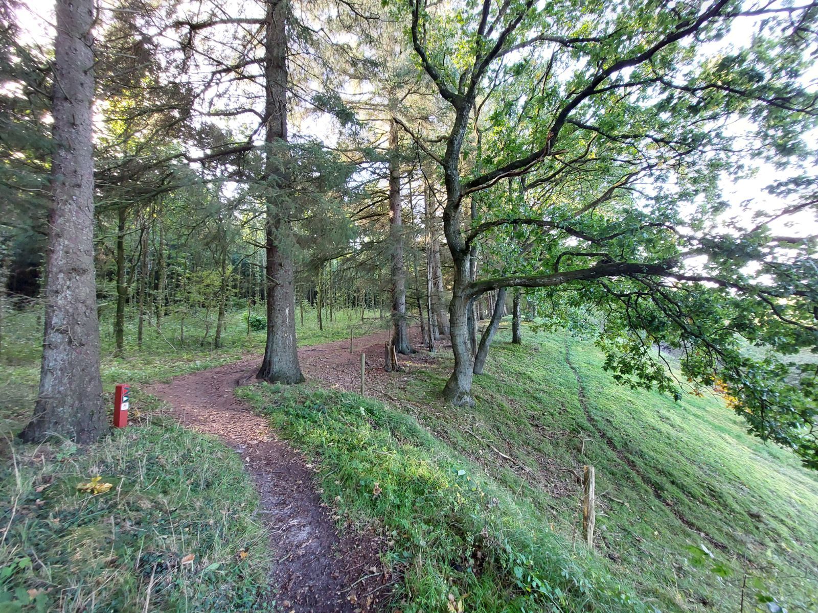 Smal skovsti