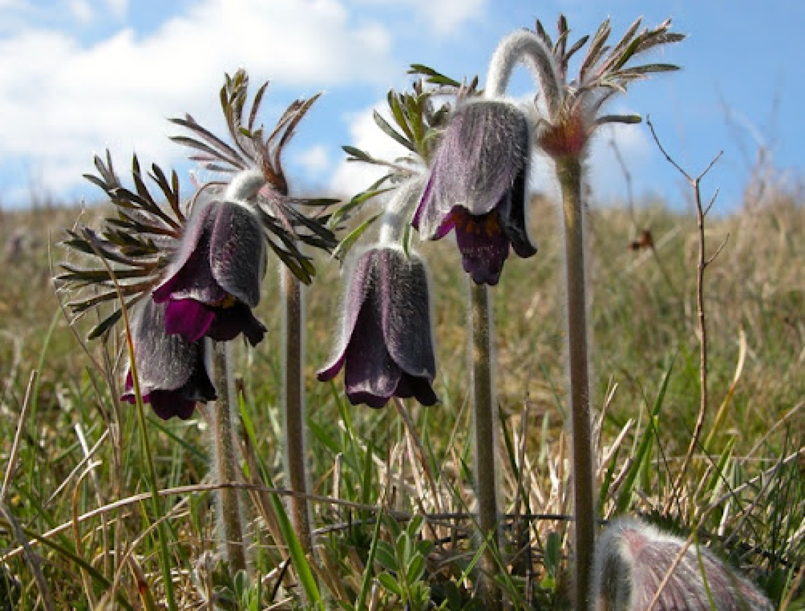 Nikkende kobjælde er en sjælden flerårig urt, der foretrækker sandede, næringsfattige jorde. Urten blomstrer i april og maj. 