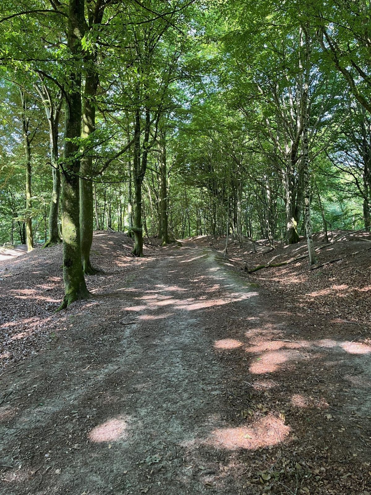 Slotved Skov, nær parkeringspladsen 