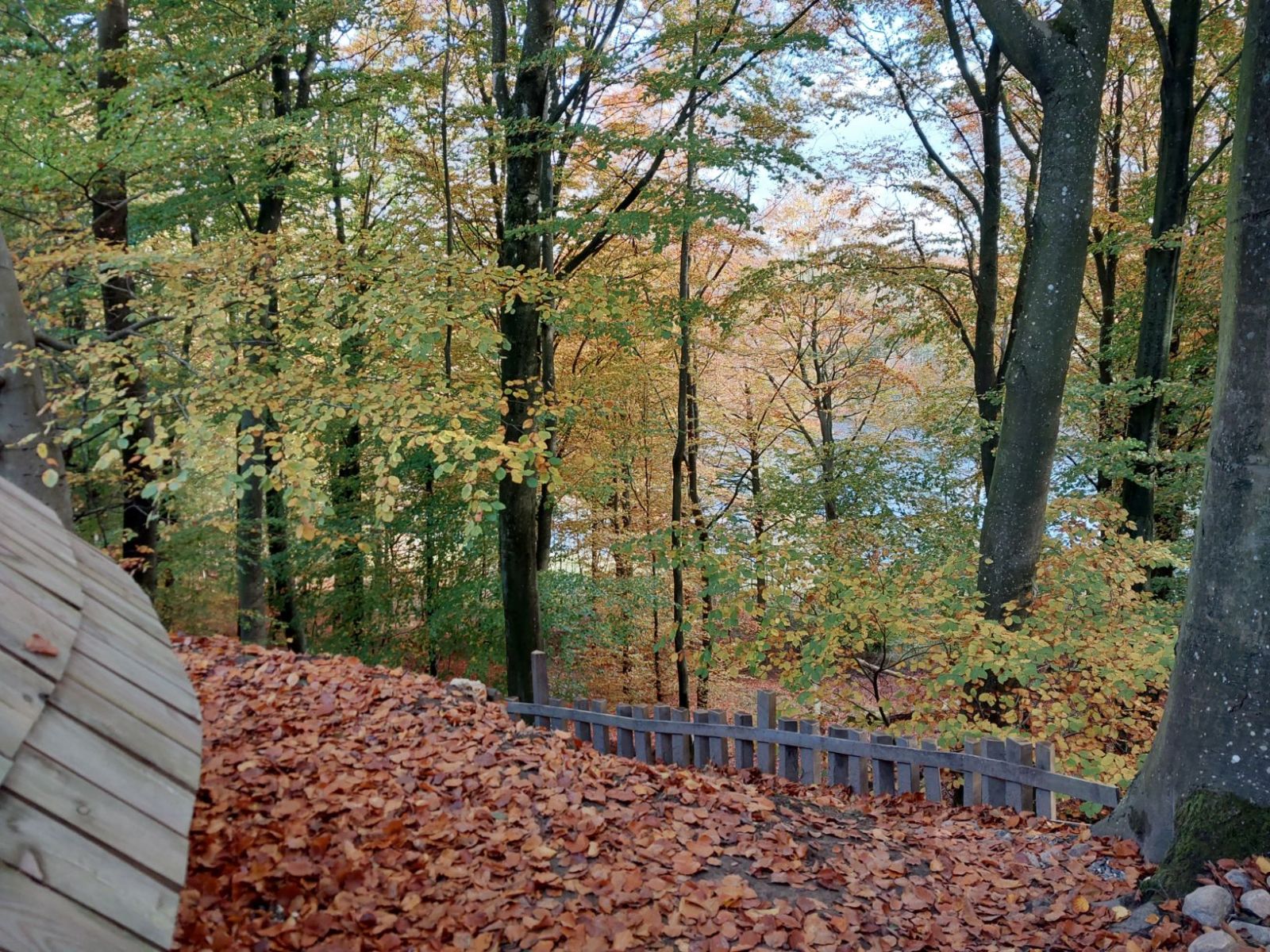 Udsigt ned af stejl skråning fra Jordhuset mellem bøgestammer til Ellesø