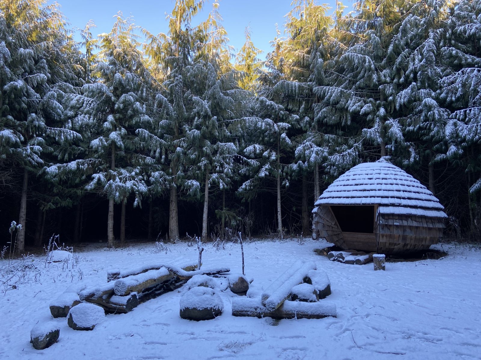 Den sneklædte Kogle i True Skov