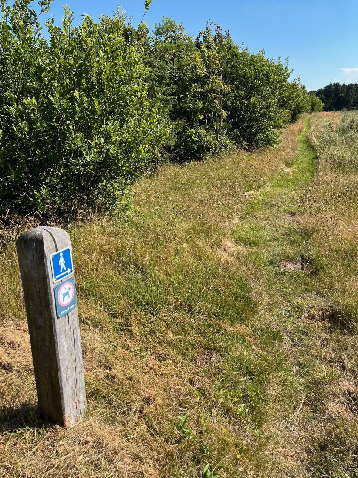 Natursti af græs. Blå gående piktogram man følger. Hund skal være i snor på ruten.