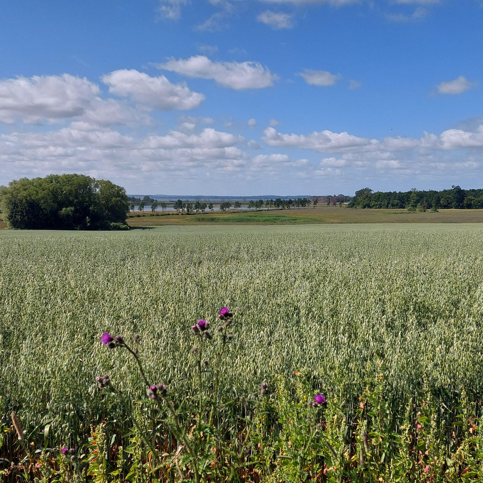 Udsigt over landskabet mod Præstø Fjord