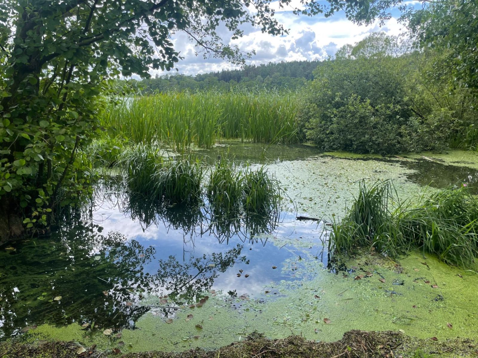 Dakbjerg