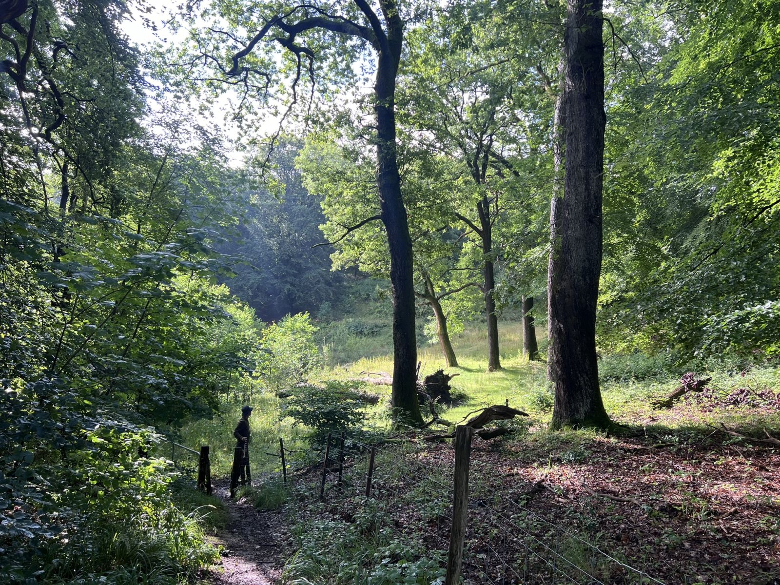 Vandrer på vej igennem låge i indhegning ind til en skovlysning i egekrattet. Store træstammer i højre side af billedet indenfor indhegningen.