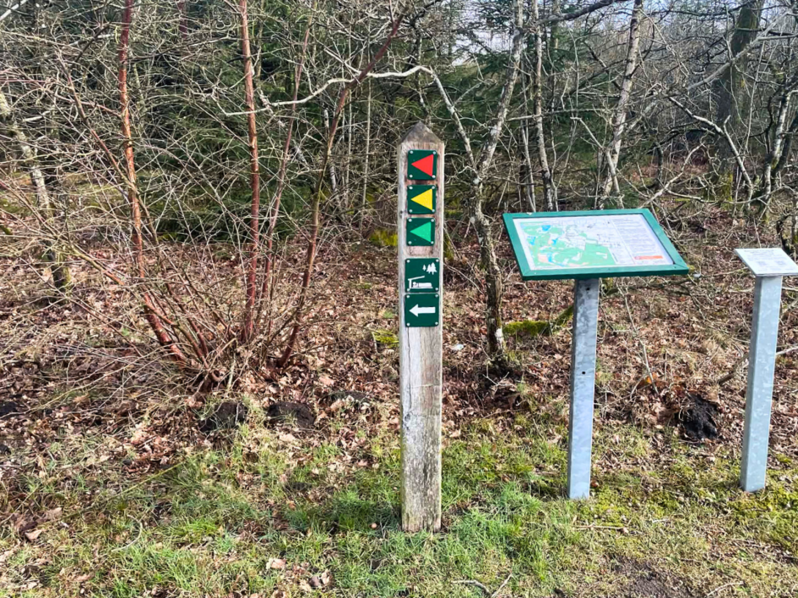Gul rute i Rønbjerg Plantage