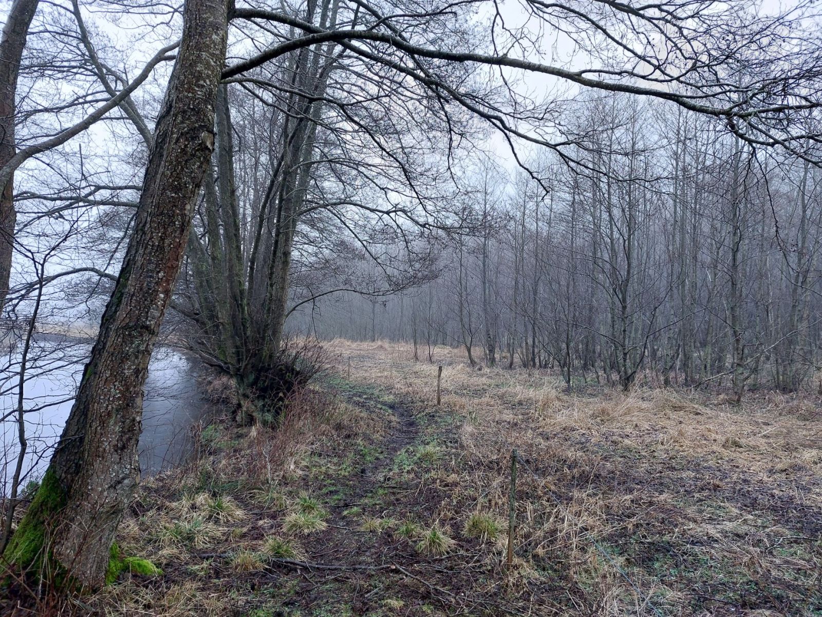 Vejle Å og eng