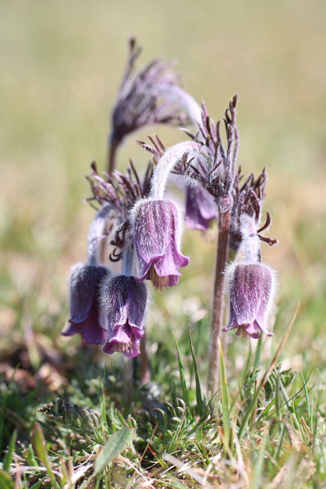 Nikkende kobjælde er en sjælden flerårig urt, der foretrækker sandede, næringsfattige jorde. Urten blomstrer i april og maj. 