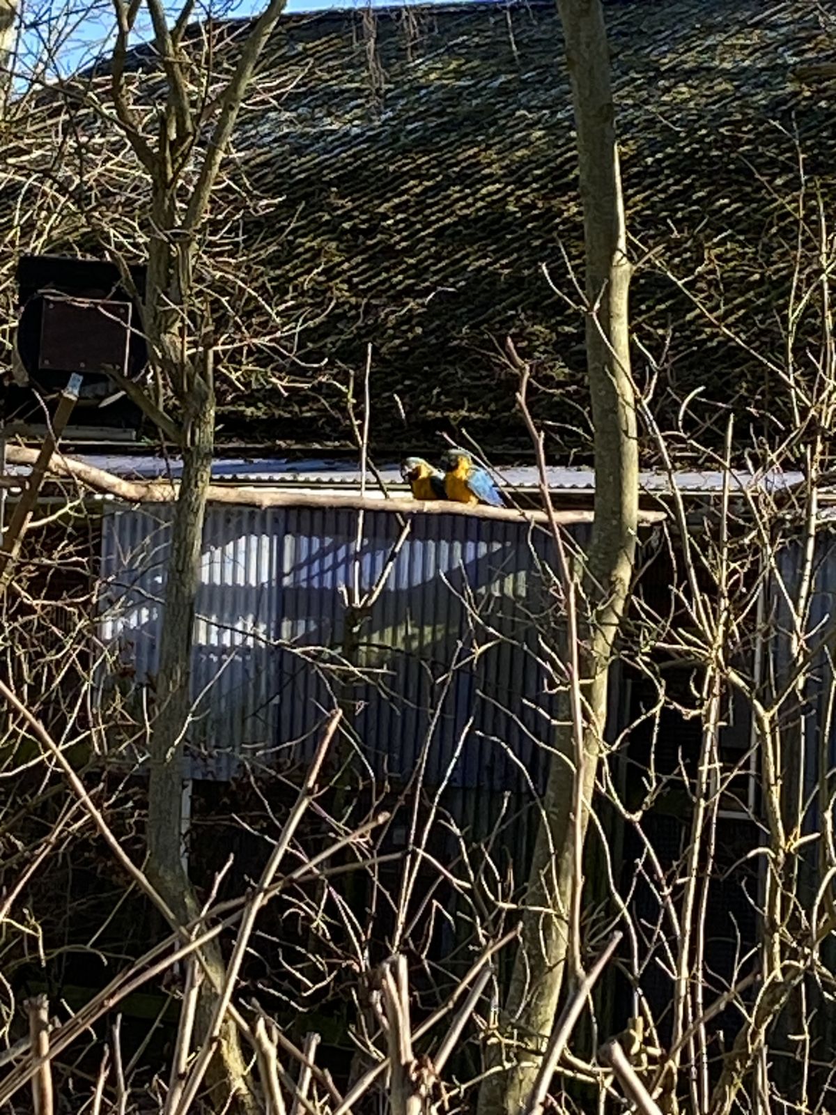 Du kan være heldig at se Papegøjer ude i det fri.