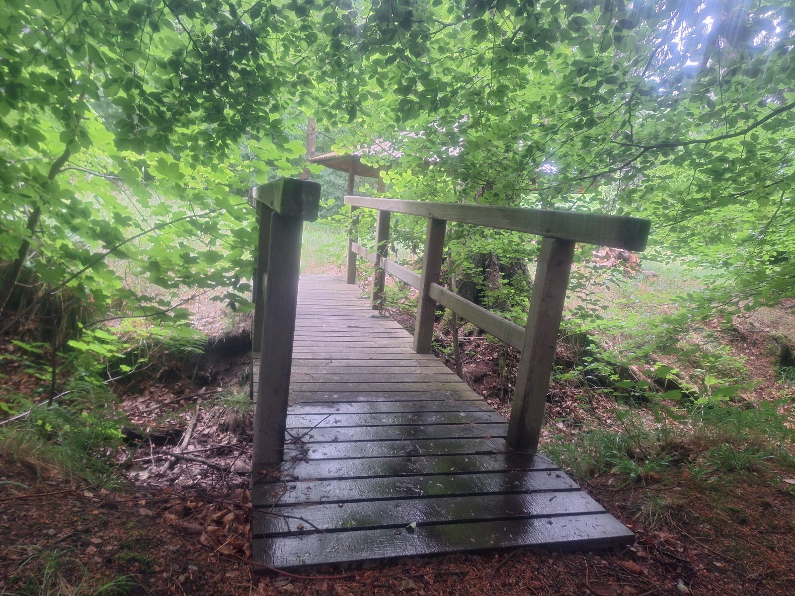 Billedet viser en lille træbro, omtrent 80 cm bred med et ca. 80 cm højt gelænder i hver side. Den leder over en dyb grøft. Grene vokser tæt om broen, så man kan næsten ikke se, hvad der er på den anden side af grøften. Kun lige der, hvor broen står er der en åbning, så man kan se hjørnet af en bålhytte på et åbent græsareal på den anden side.