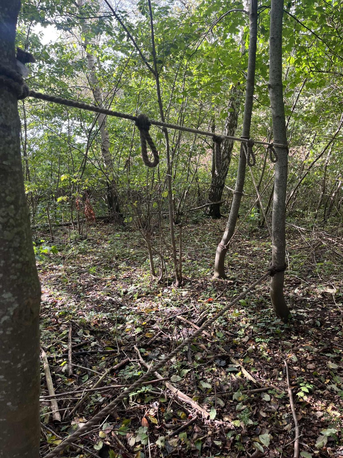 Junglesti