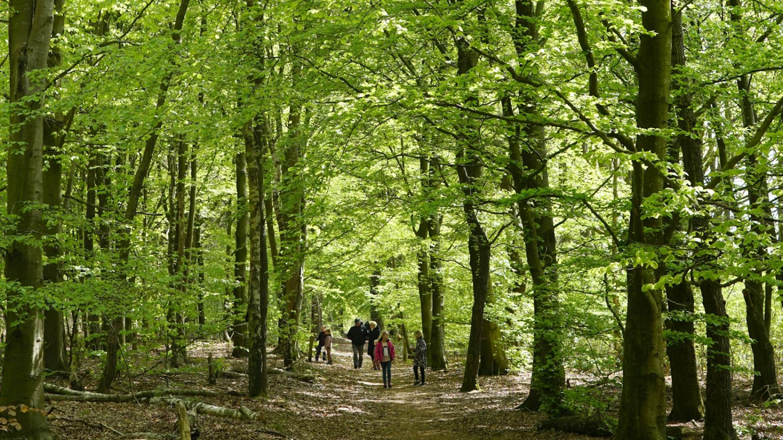 Ansager Kommune Plantage er 25 ha og er en varieret skov med bakker og mange forskellige træarter. 