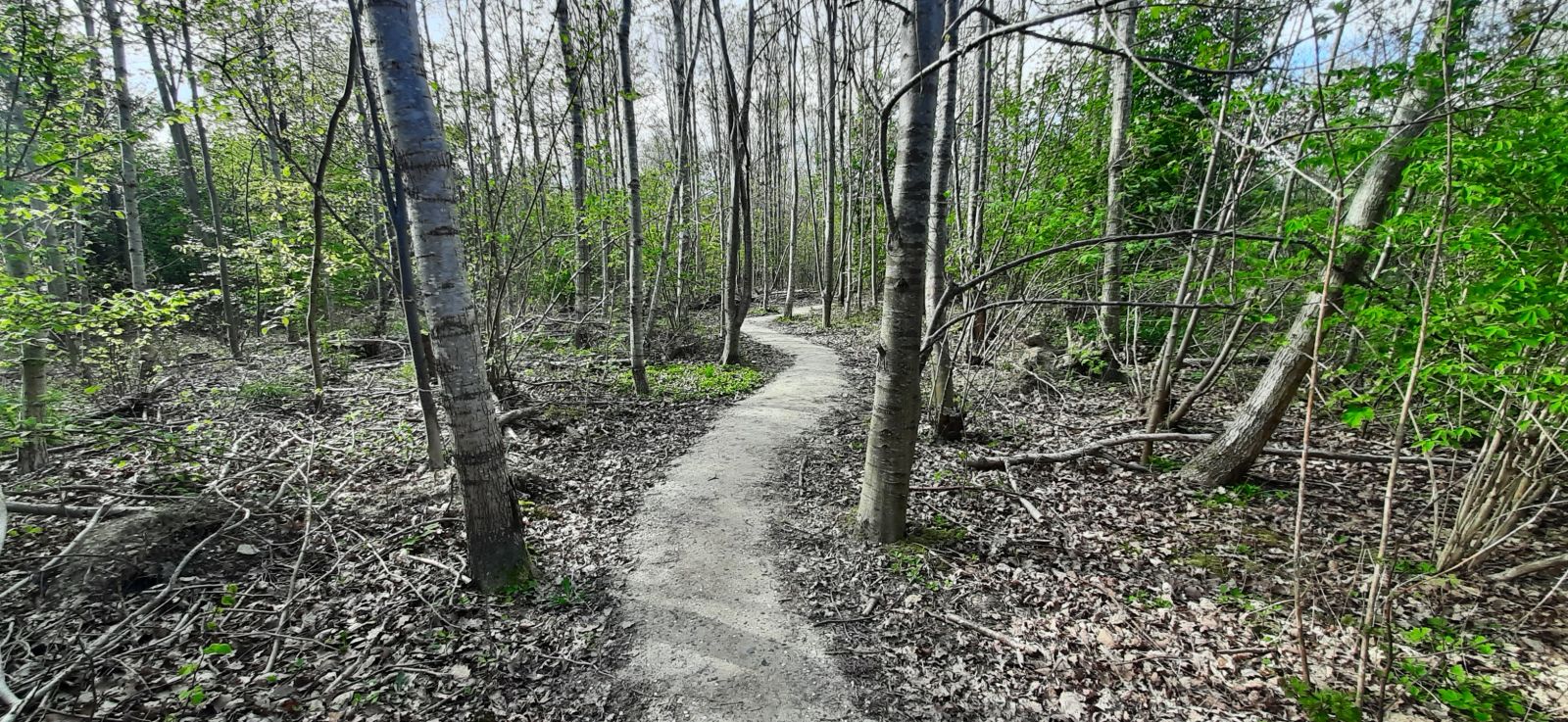 Slynget MTB spor gennem skoven