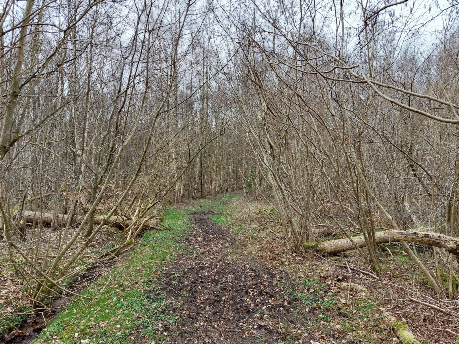 skovsti - jord