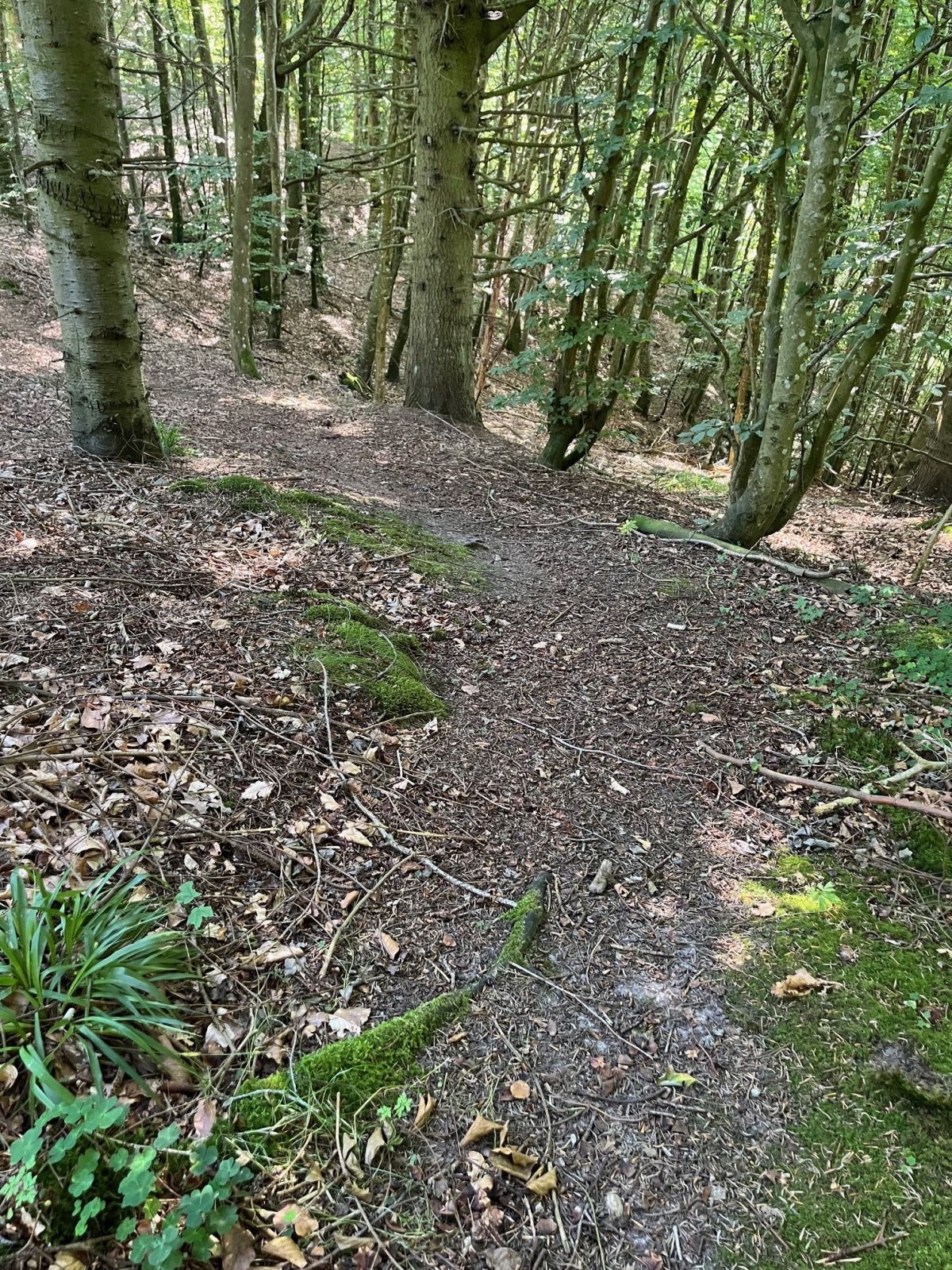 Ruten der snor sig. Pas på trærødder og grene i skovbunden.