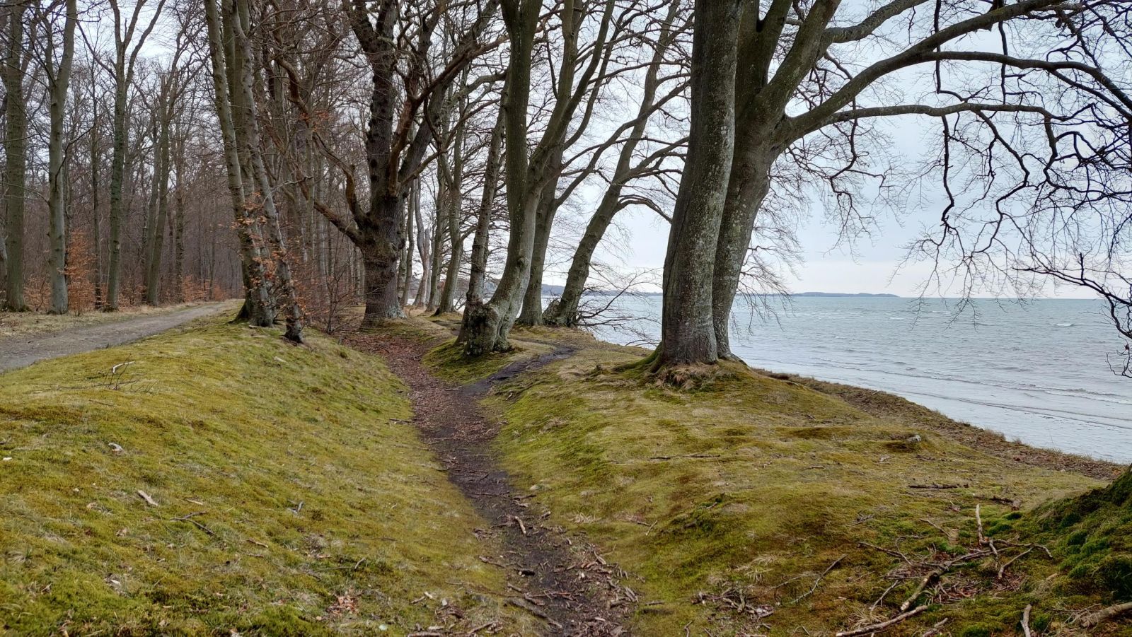Vemmetofte Strandskov_2026