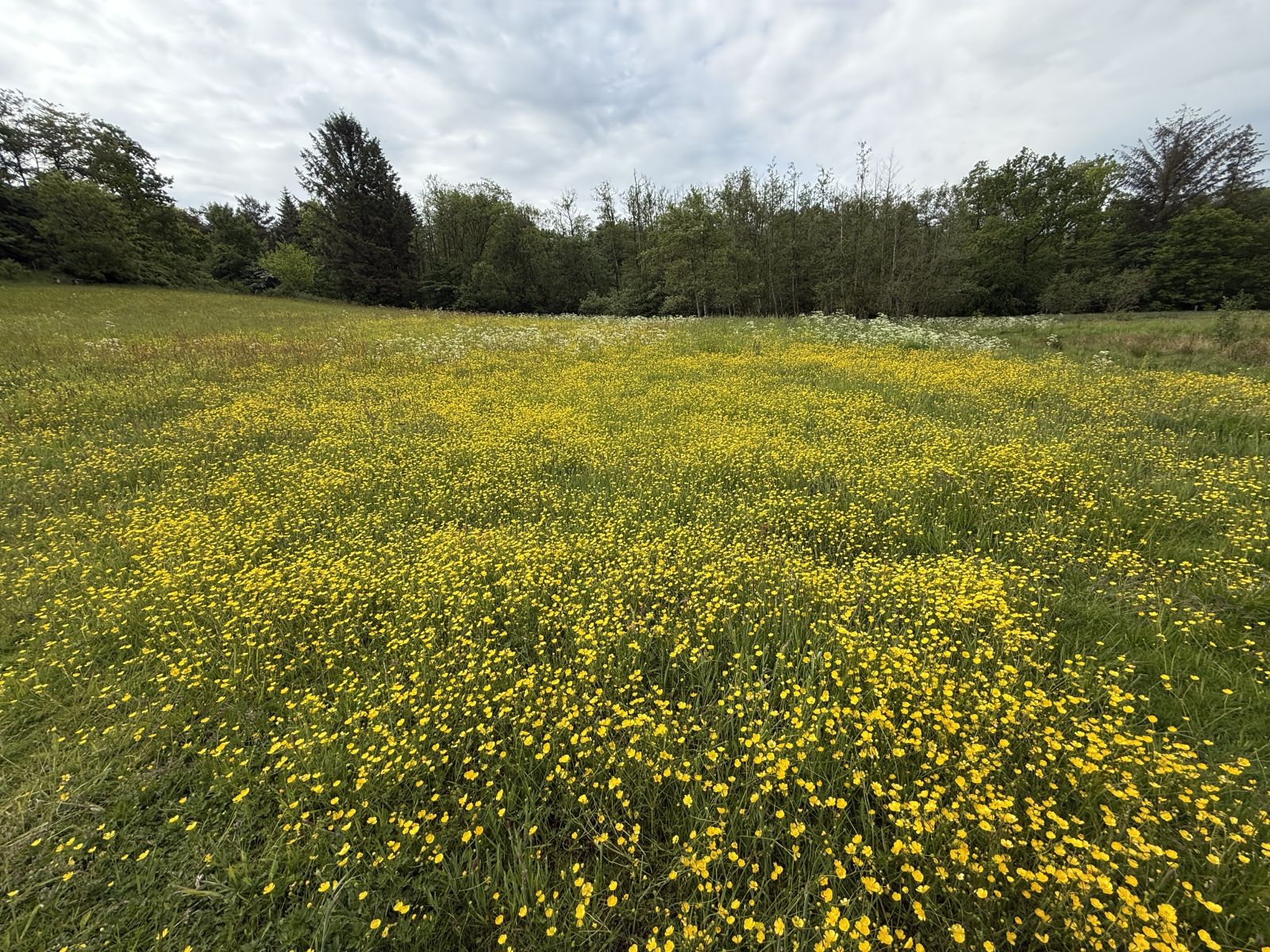 Engareal, Bejst vænge.