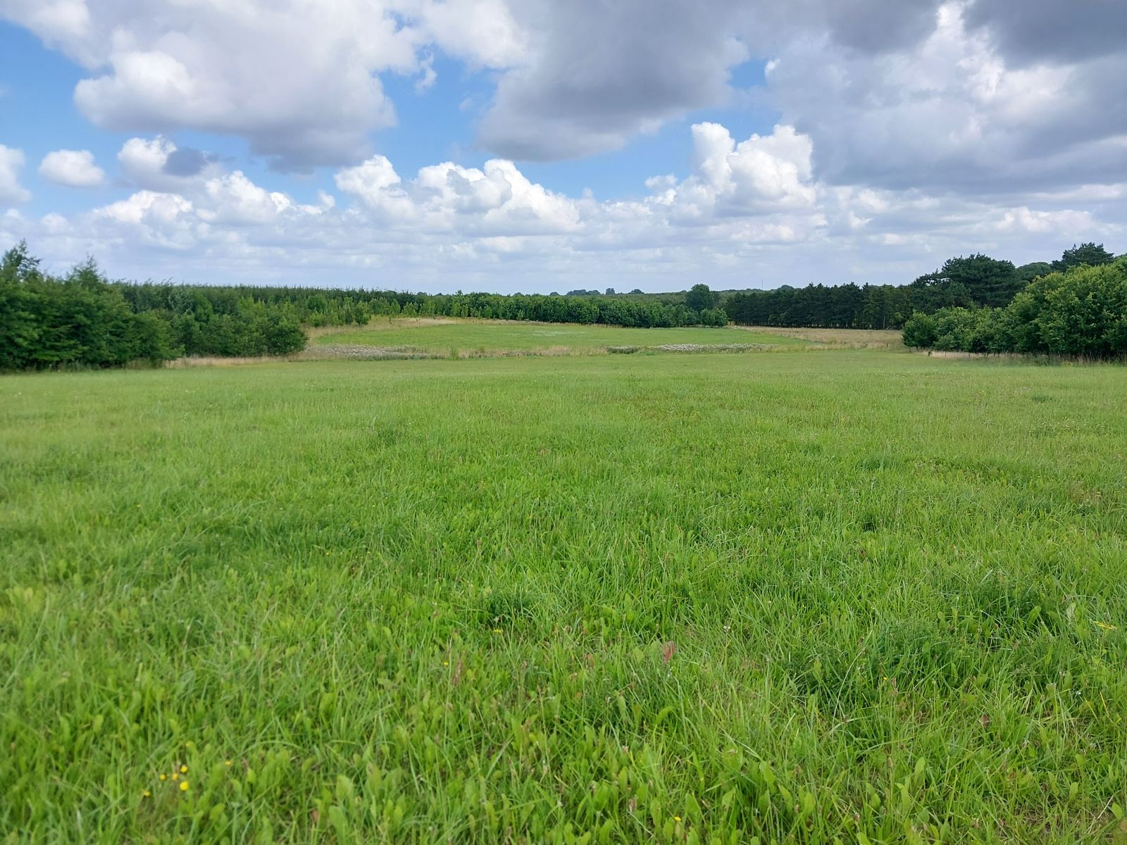 Åbent areal med skov til begge sider