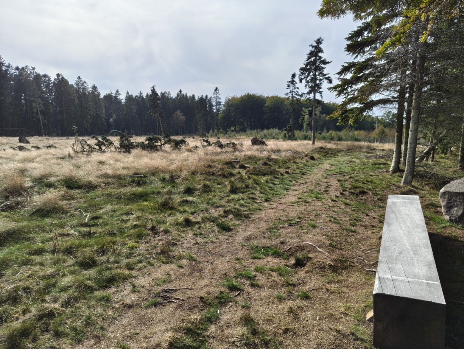 Åbent område i skov med en massiv bænk.