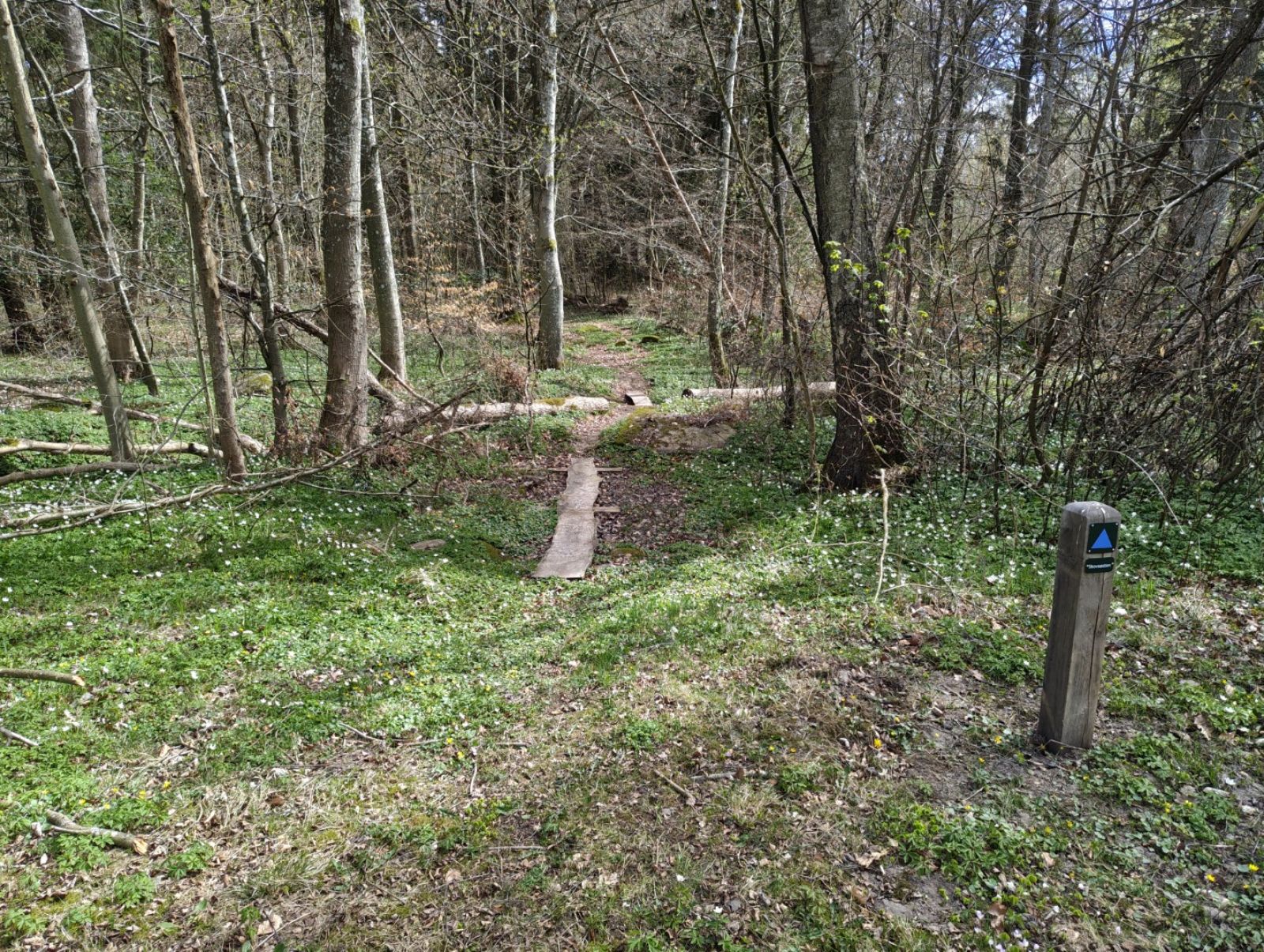 Sti i skov med rutepæl.