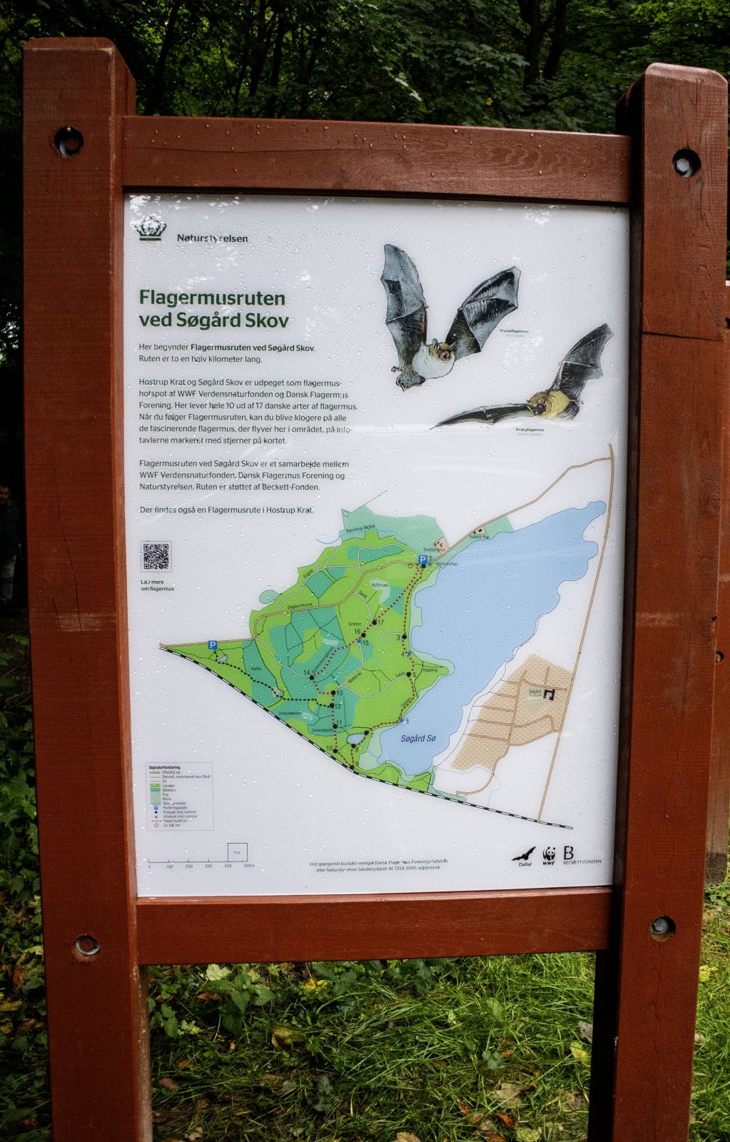 Information om flagermusstien