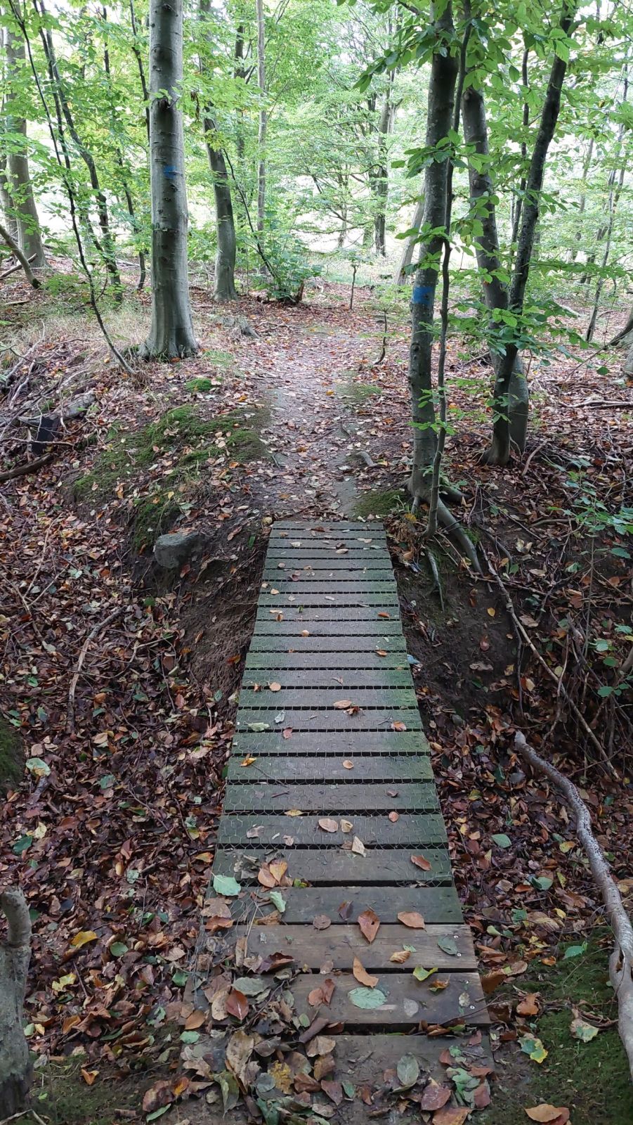 Mountainbikespor i skoven med træbro over grøft