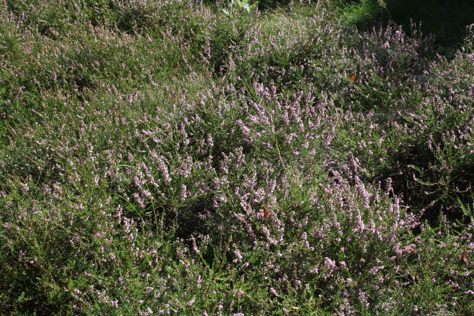 Hjertestien Søndbjerg Serup Strand