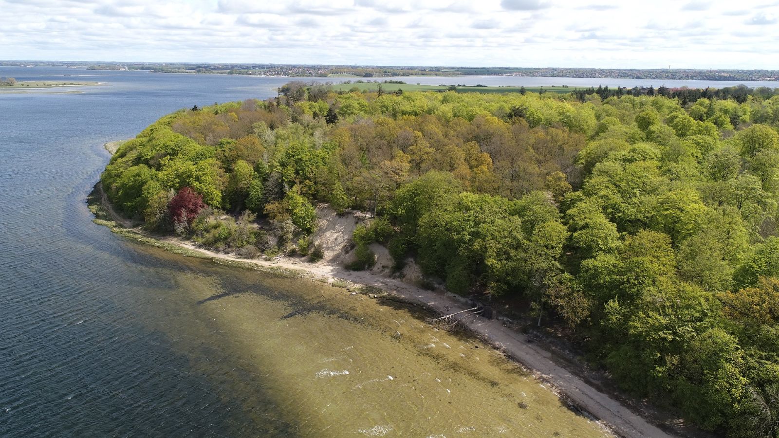 dronefoto af Lerskrænten i Boserup Skov
