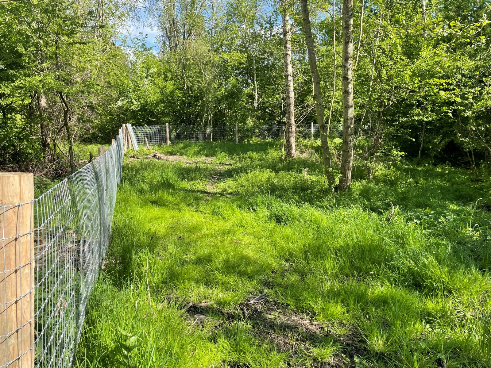 Hundeskov i lysning i skoven. Porten kan benyttes af terrængående kørestolsbrugere, da der kun er en trampesti rundt i skovbunden.