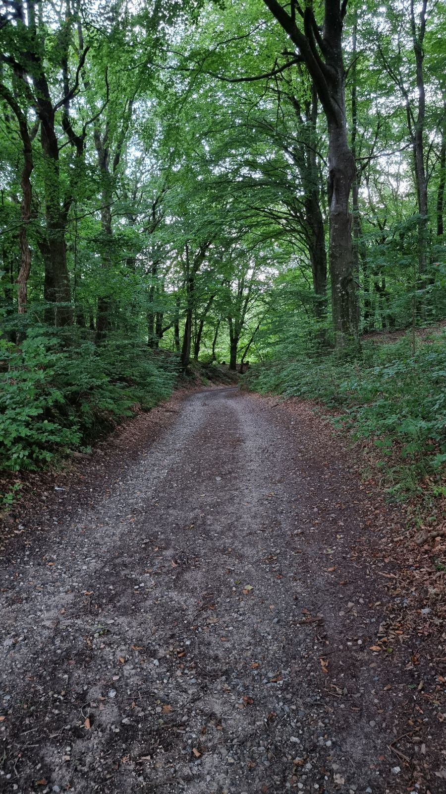 Del af blå rute gennem skovområde