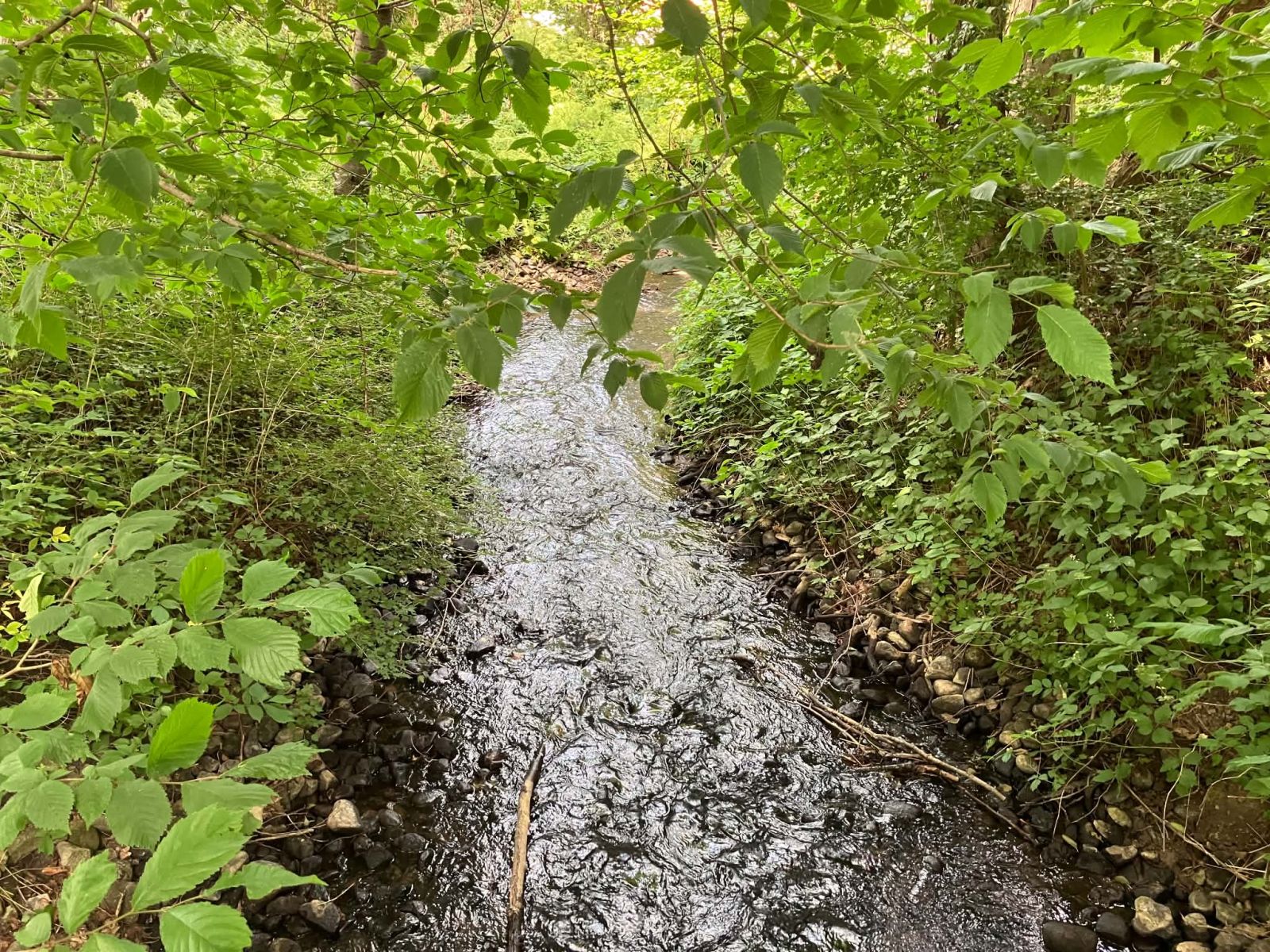 åløb med vegetation tæt på kanten