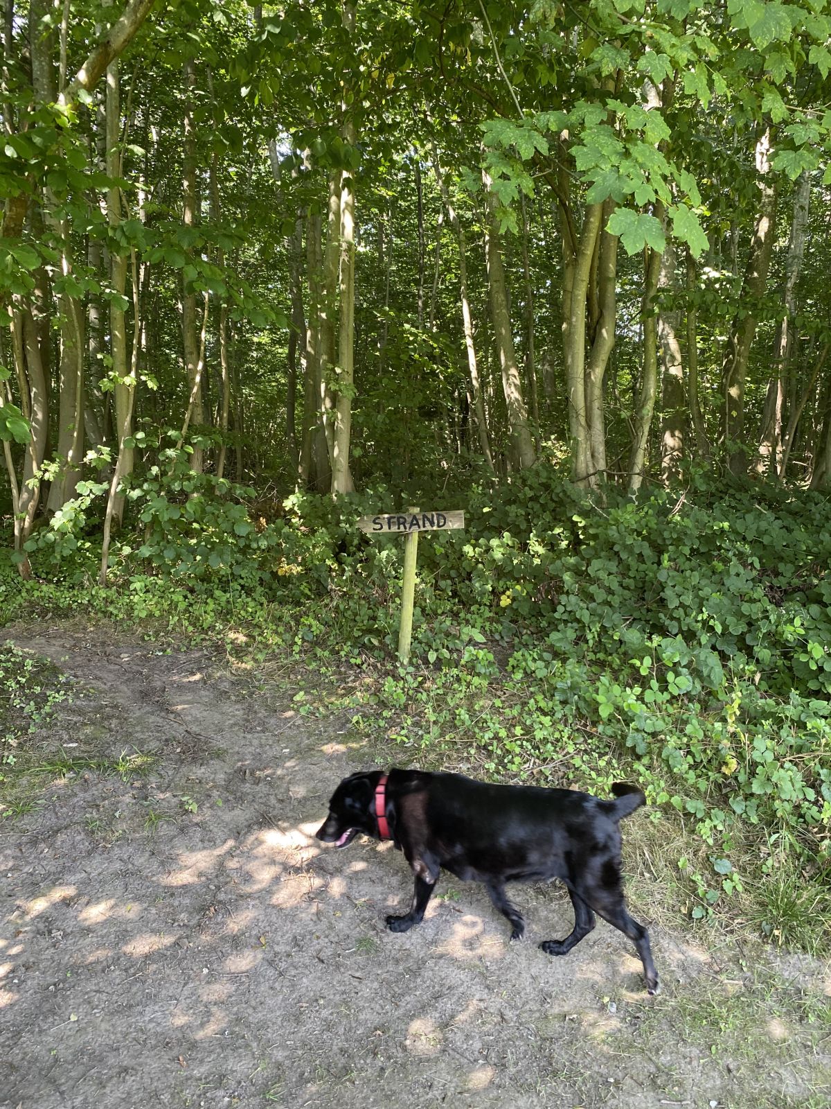 Skilte der peger ned mod stranden. Der er en sort labrador på billedet.