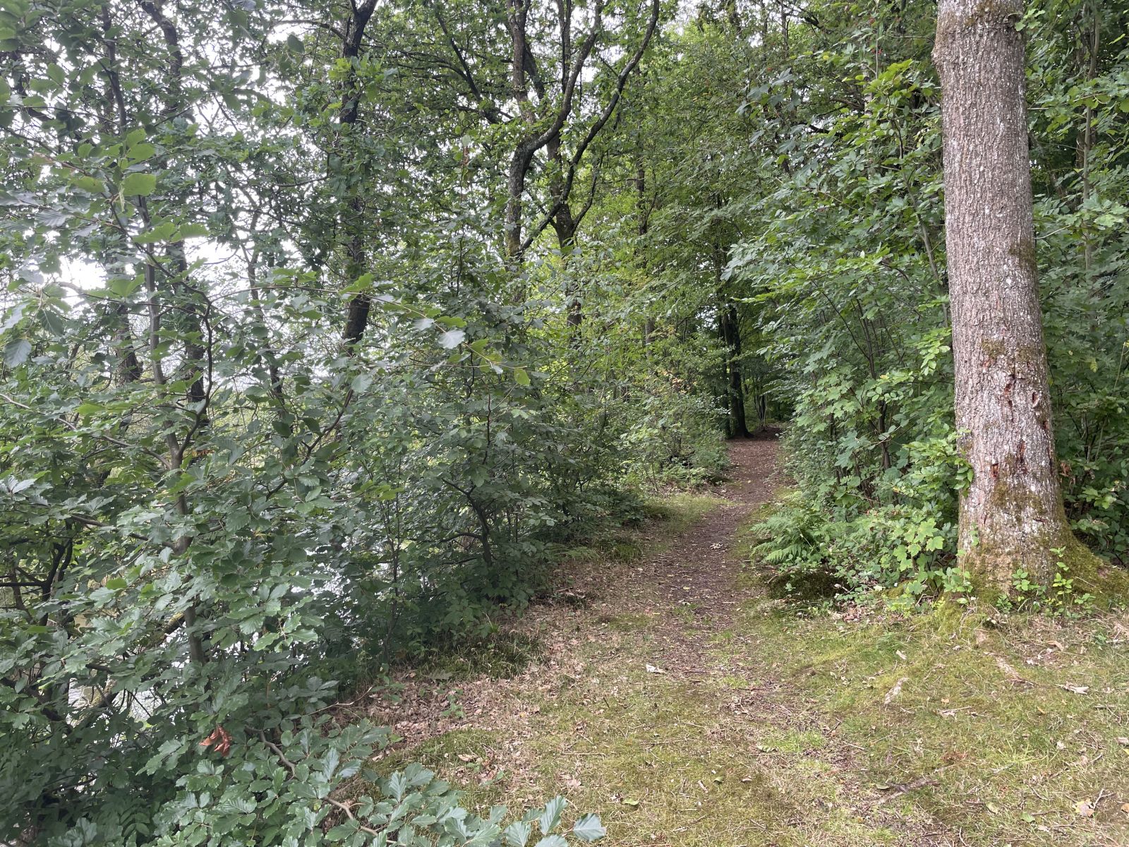 Skovsti