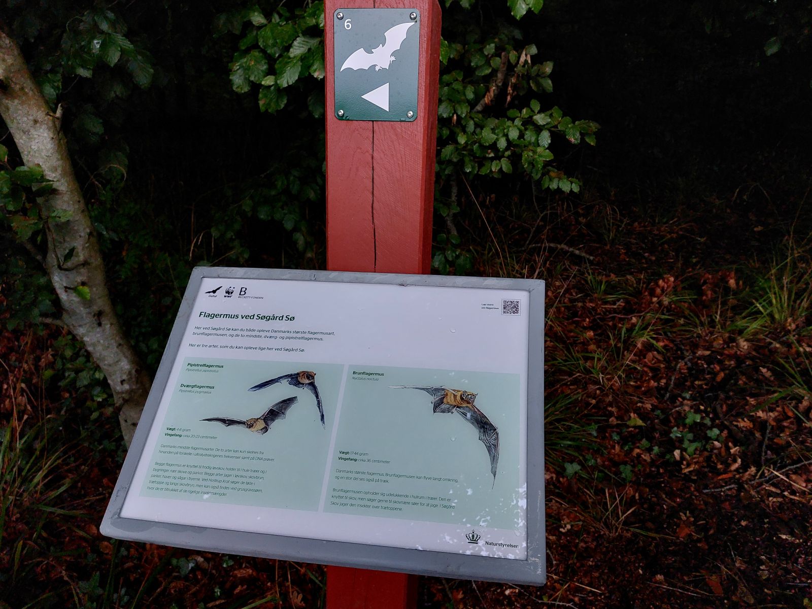 Info om de særlige arter langs ruten