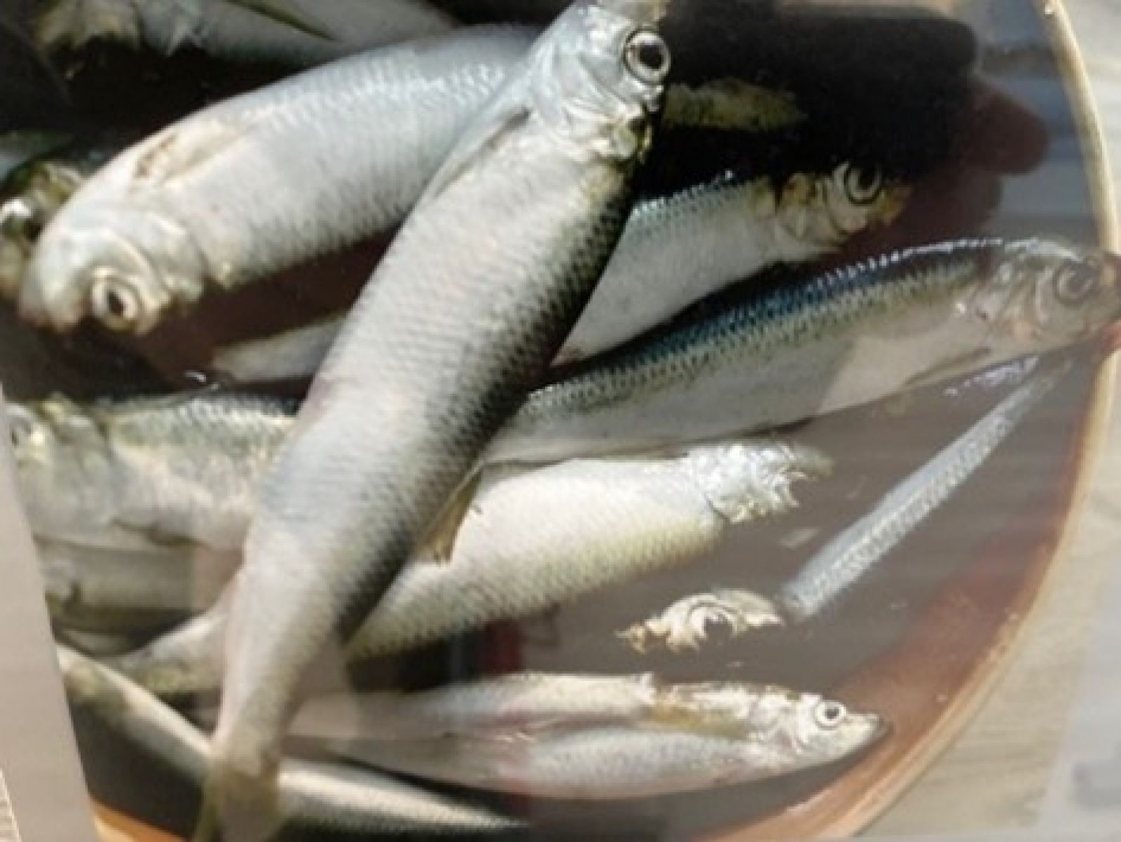 Fisk fra fiskernes net