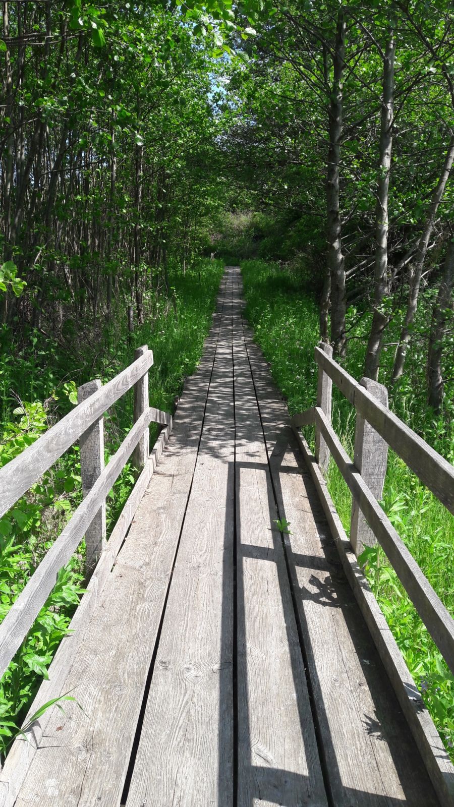 Trædæk og bro over våde arealer i Hovby Eng