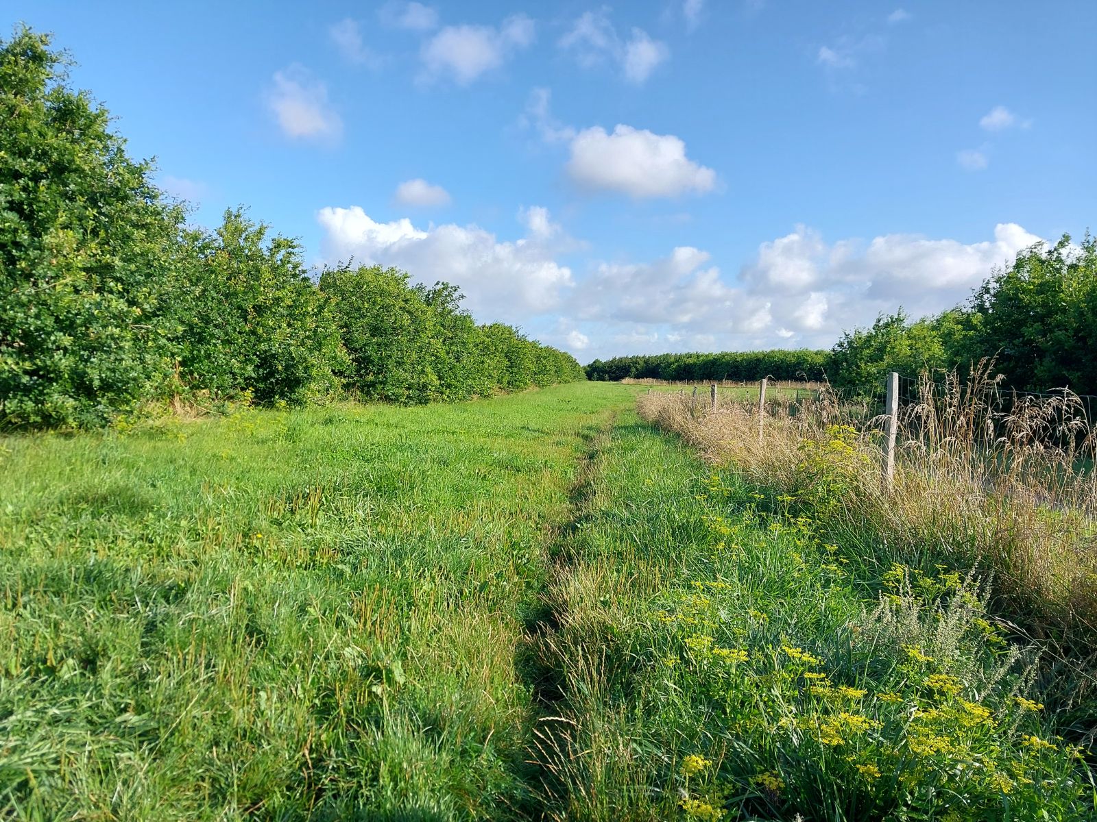 Åbent græsareal med hegn og skovbryn