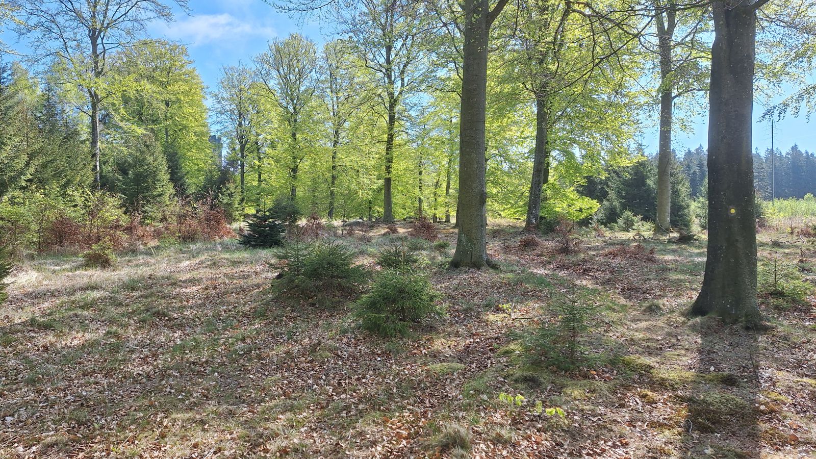Åben bøgeskov.