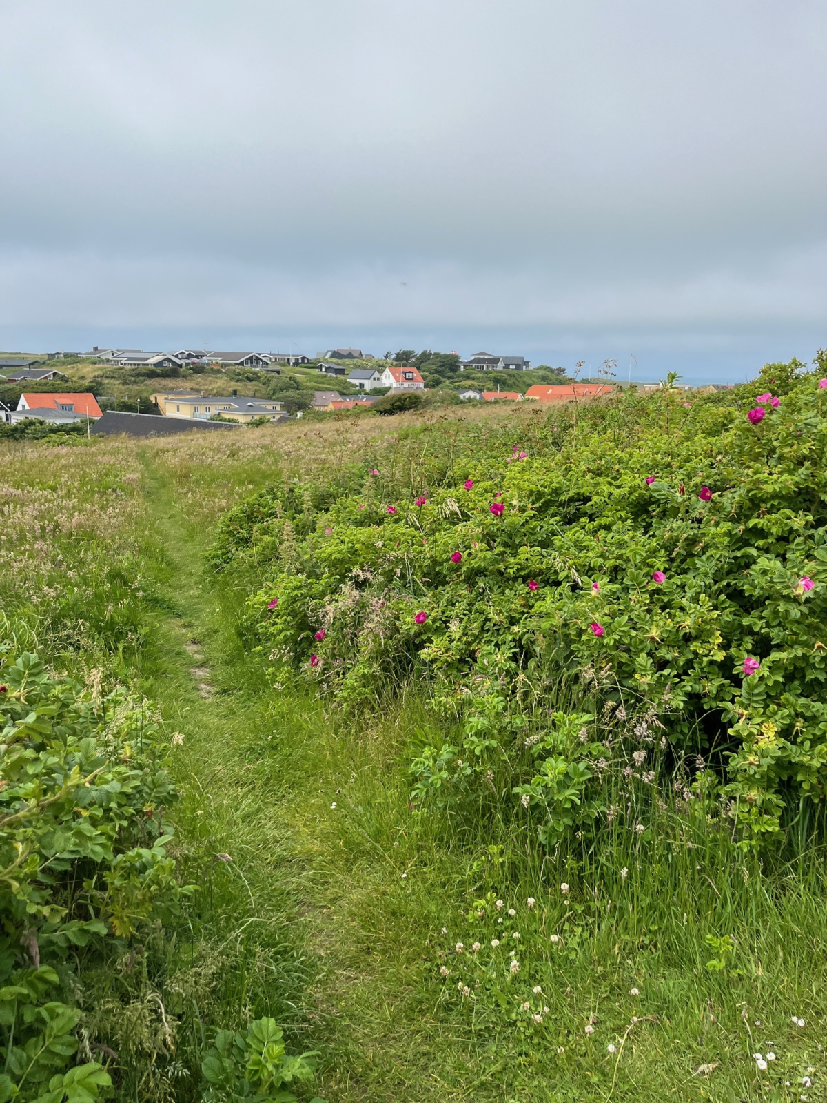 En natursti med græsunderlag ned til Lønstrup centrum. 