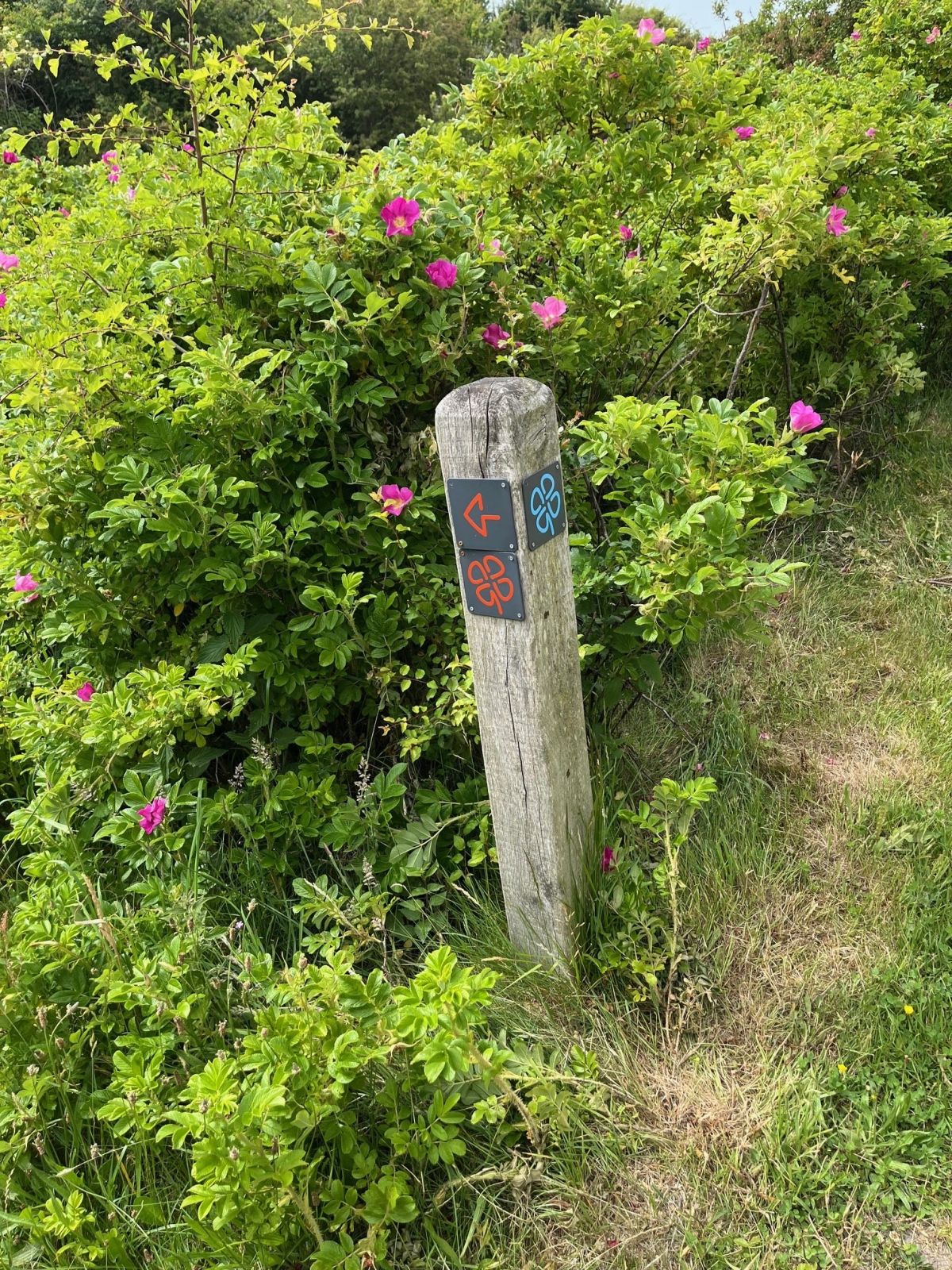 Rød kløversti krydser blå Kløversti, som kan ses på pælen. Rute går her mod gangbroen.