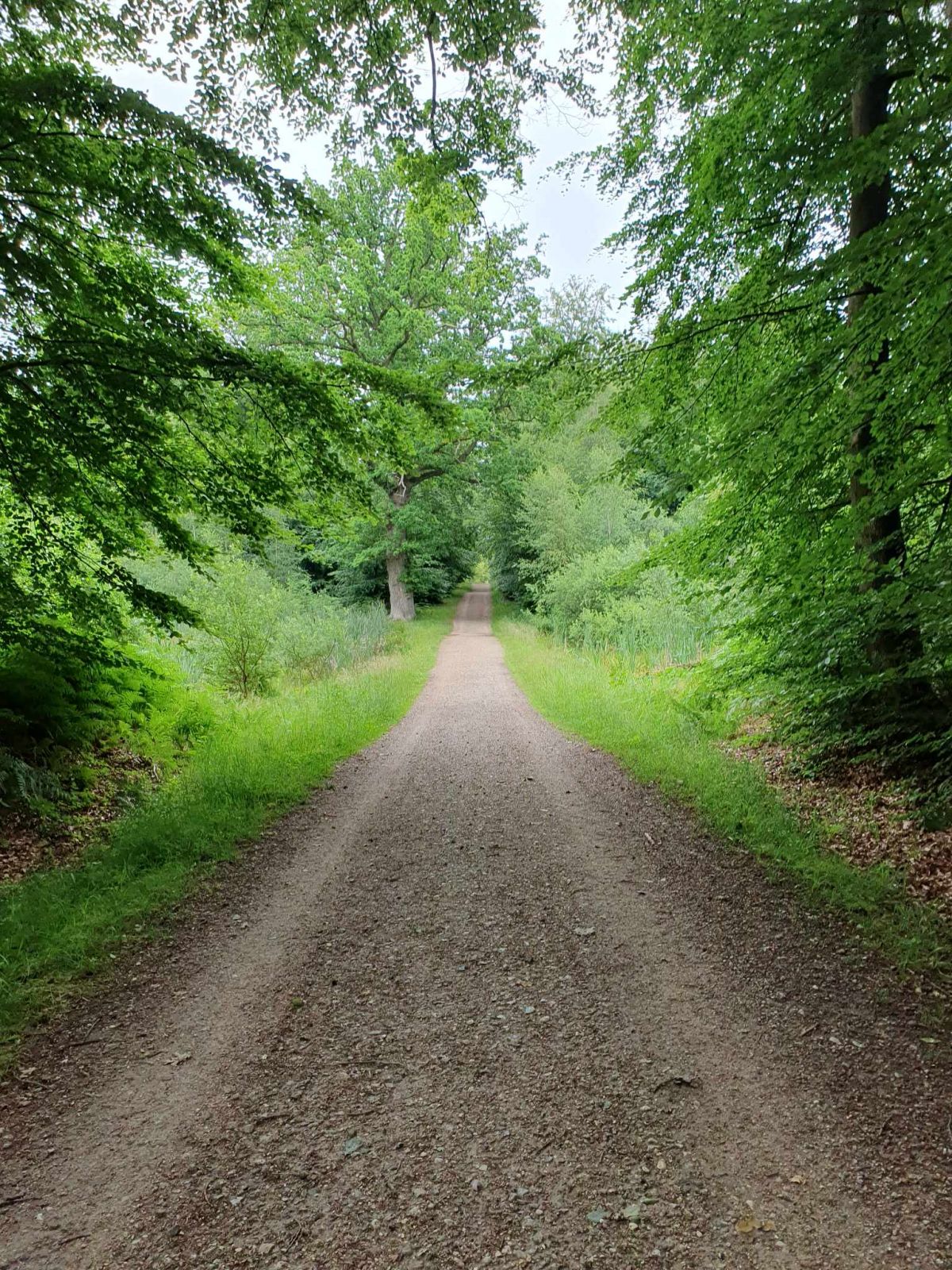 Skovens stier er brede og jævne.