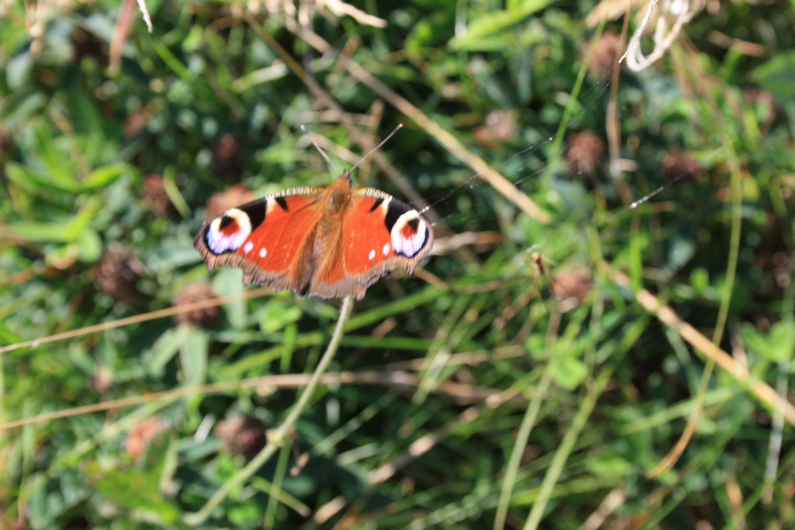 Natursti Oddesund Nord 