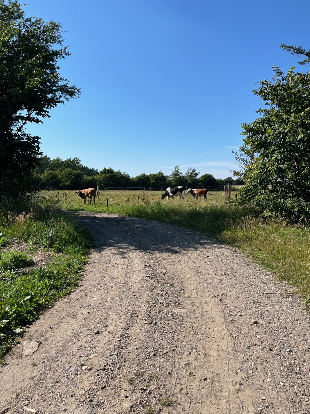 Grusvej mod Gølstrup og Sdr. Rubjerg.