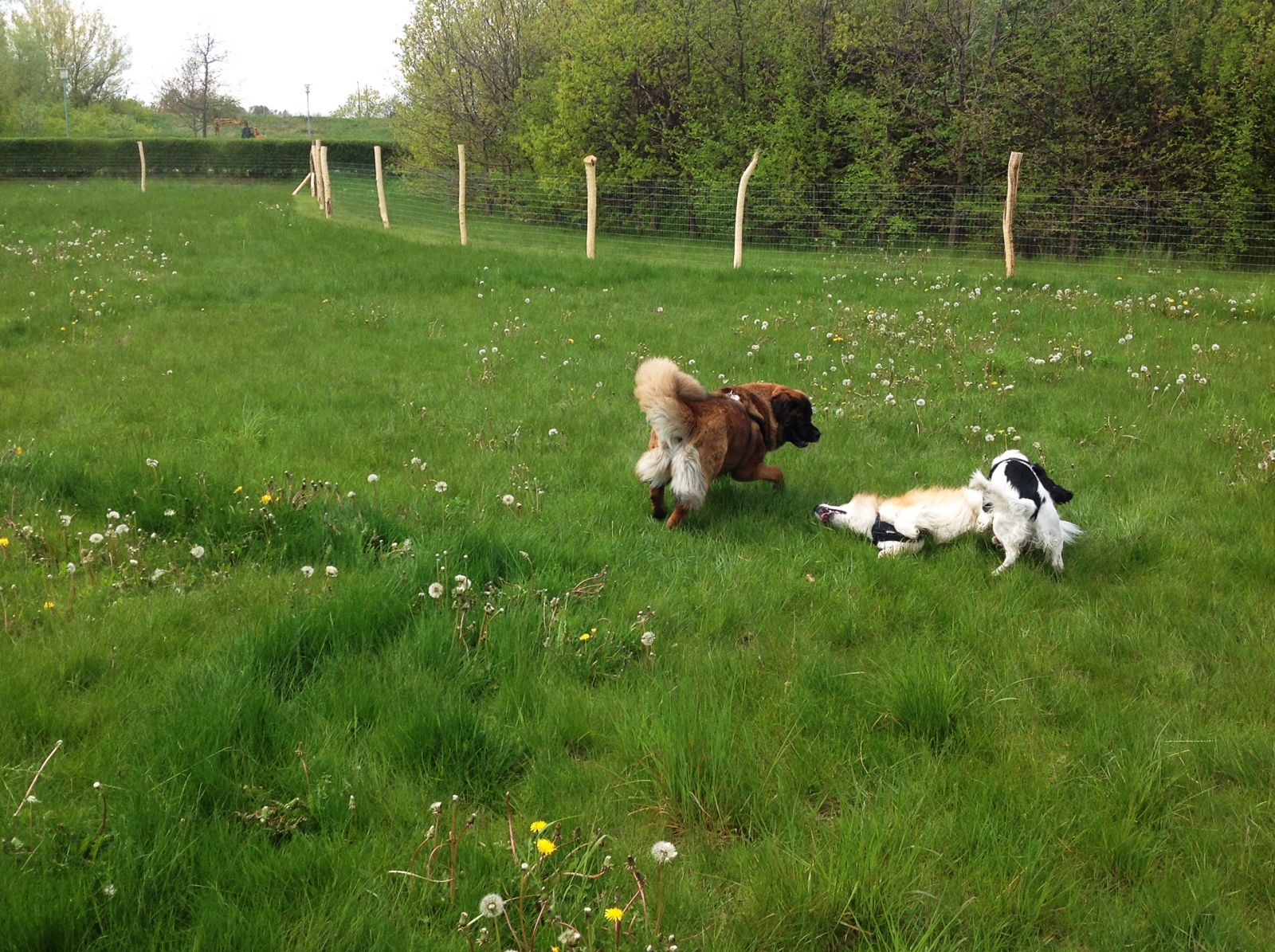 Hunde der leger i hundegården