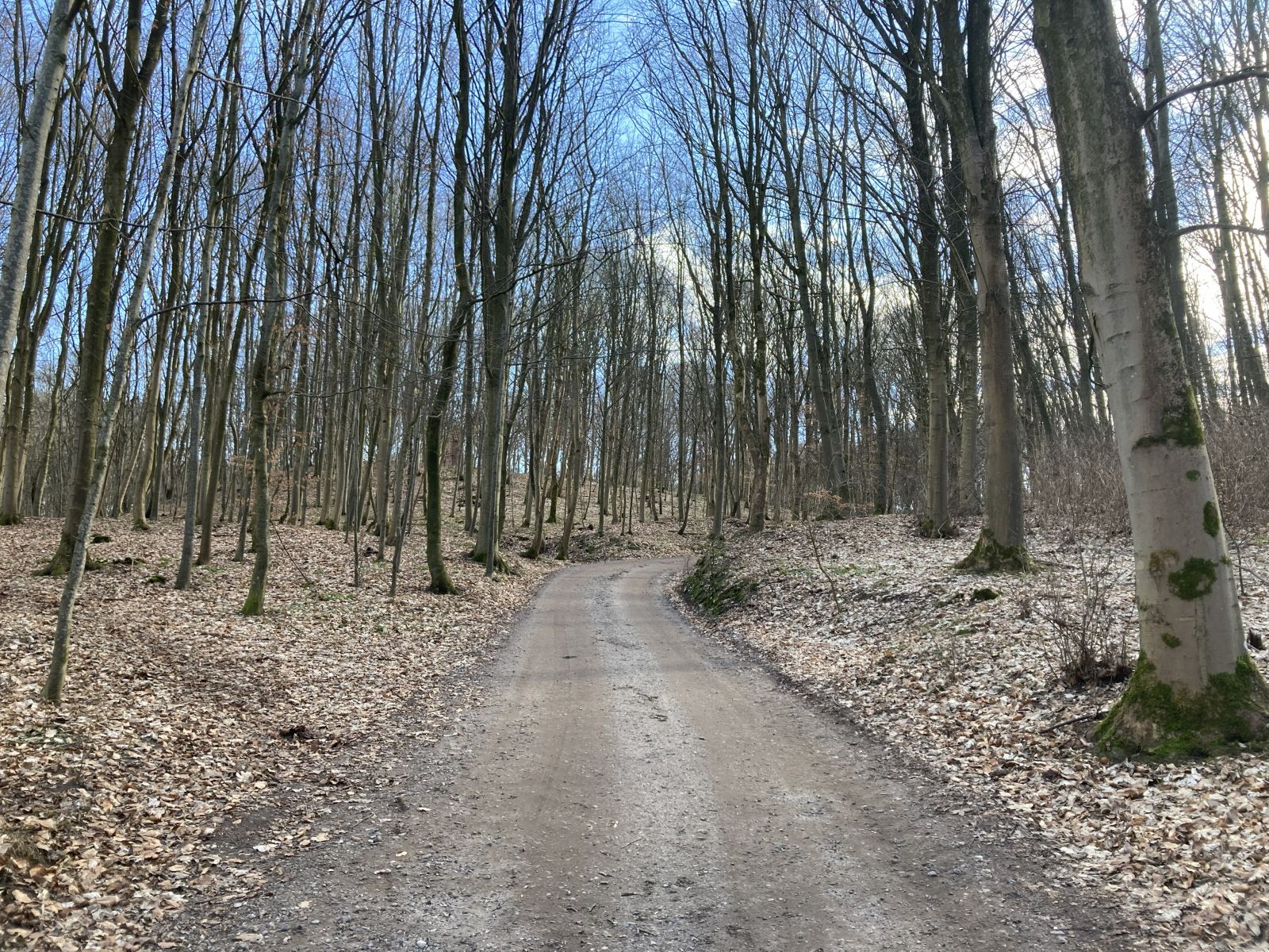 En grusvvej i en skov med afbladede træer
